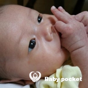 プルメリア家🌟モルト君お迎えから1ヵ月のご報告