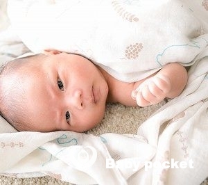 アポロ君⭐お宮参りのご報告⭐