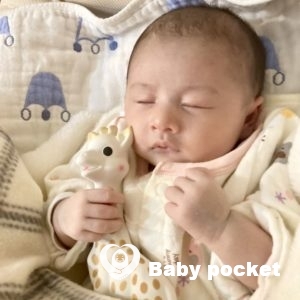 蓮花ちゃん🌟お迎えして1ヶ月が過ぎました