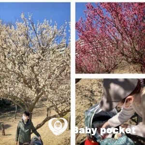 蓮花ちゃん🌟初節句&記念写真