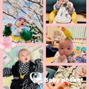 セキセイ君のお食い初めと近況のご報告