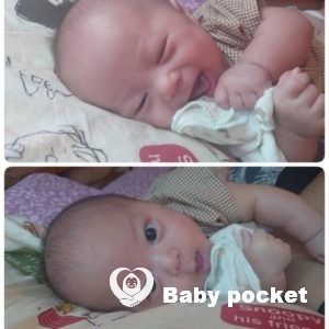 コッカーくんのお食い初め