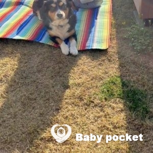 バニアンツリーくん 1歳の誕生日のご報告