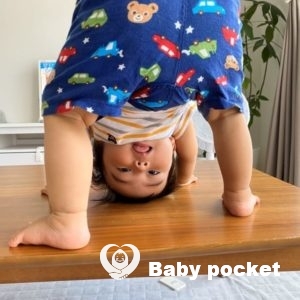 こむぎ君1歳6か月のご報告