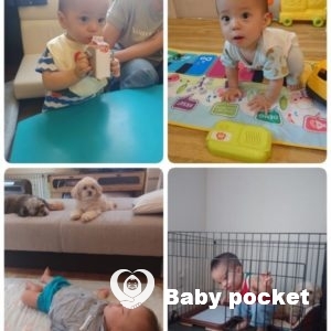 コッカーくん1歳半を迎えました